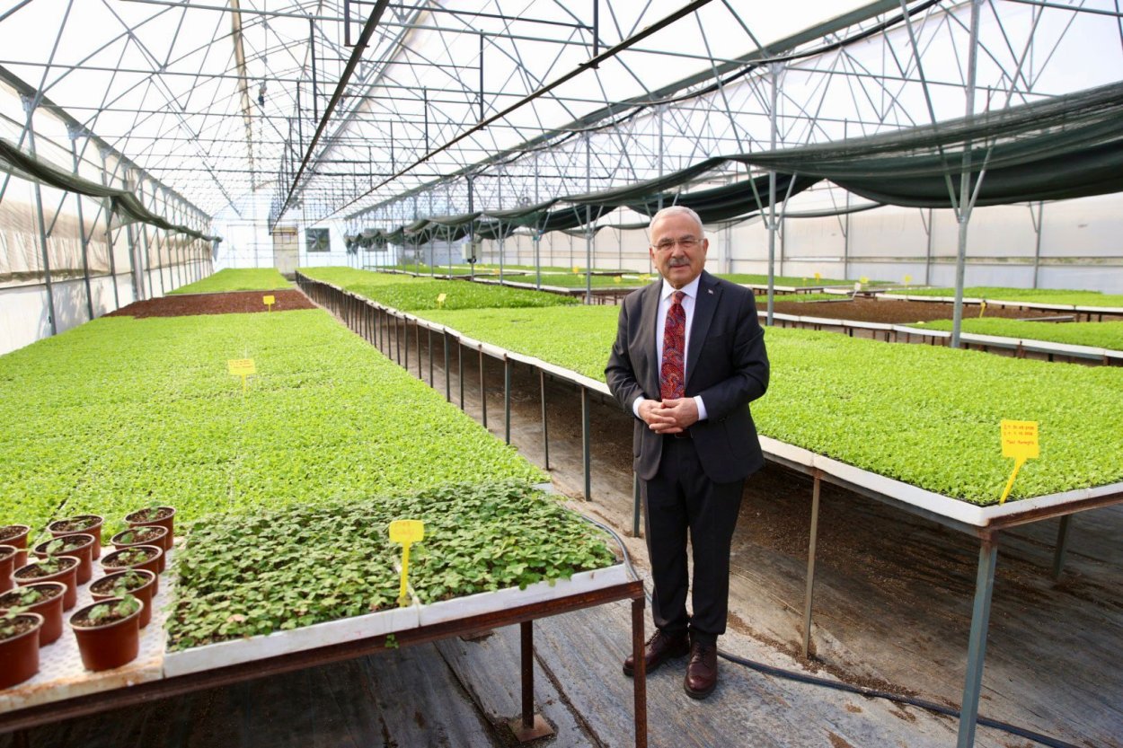 400 BİN KIŞLIK SEBZE FİDESİ DAĞITIMA HAZIR