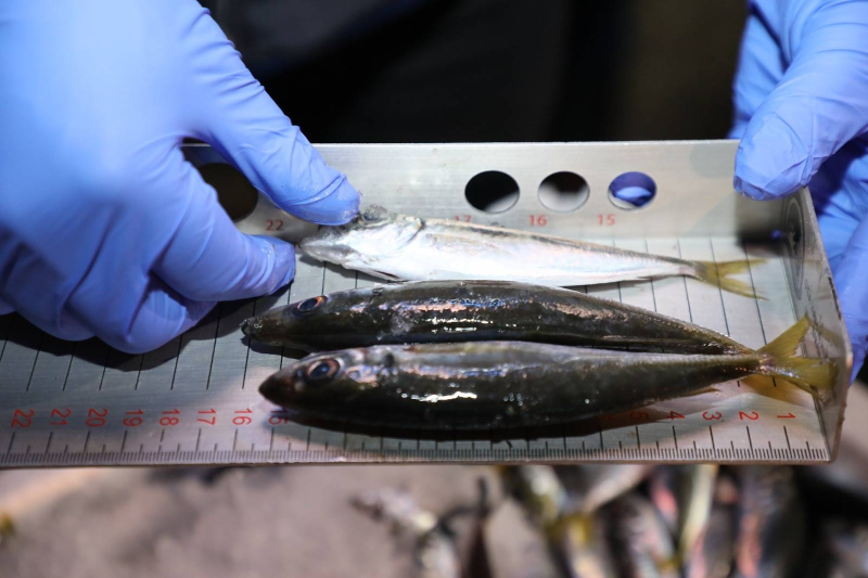 Altınordu Su Ürünleri Hali’nde Sıkı Denetim