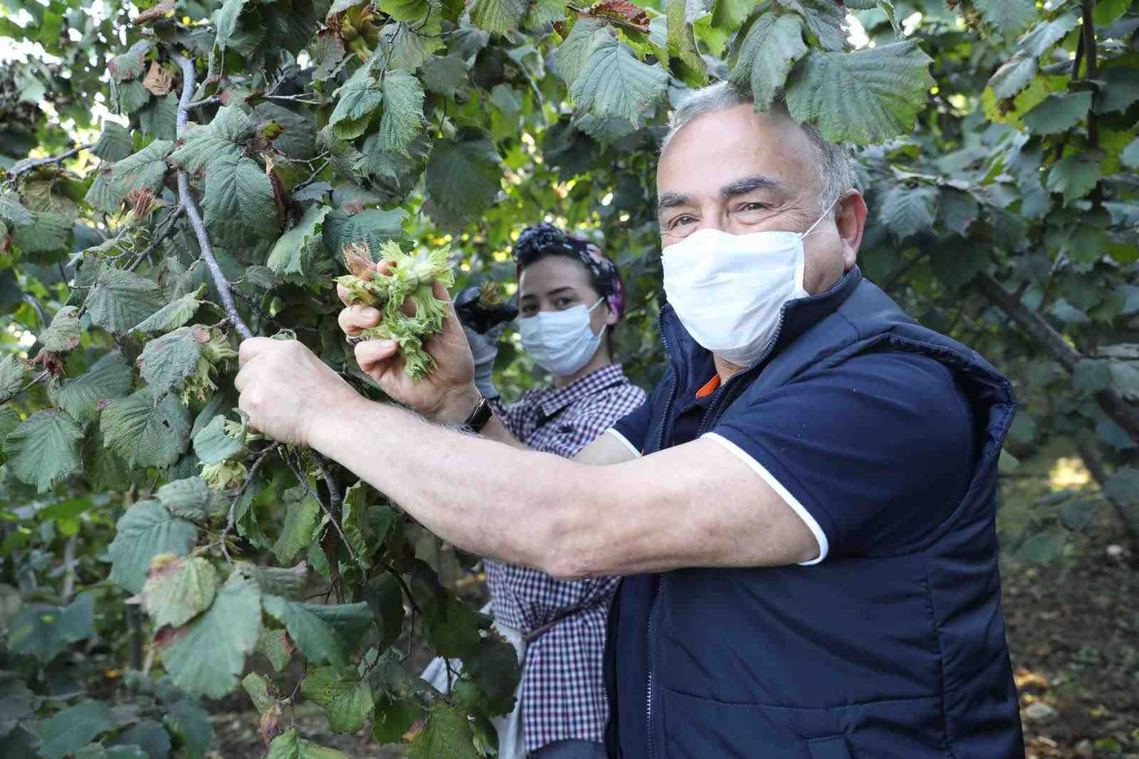 FINDIK HASADI BAŞLADI