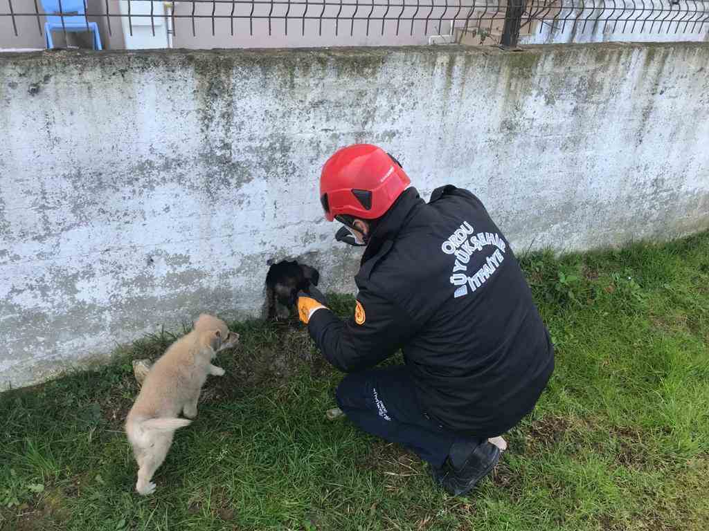 İTFAİYE YAVRU KÖPEK İÇİN SEFERBER OLDU