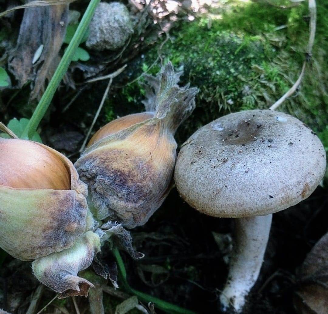 ORDU’NUN EŞSİZ LEZZETİ TESCİLLENDİ