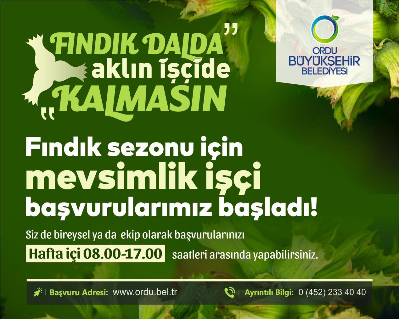 fındık projesi